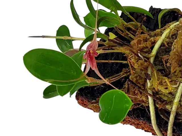 Trichosalpinx pergrata (Trichosalpinx)