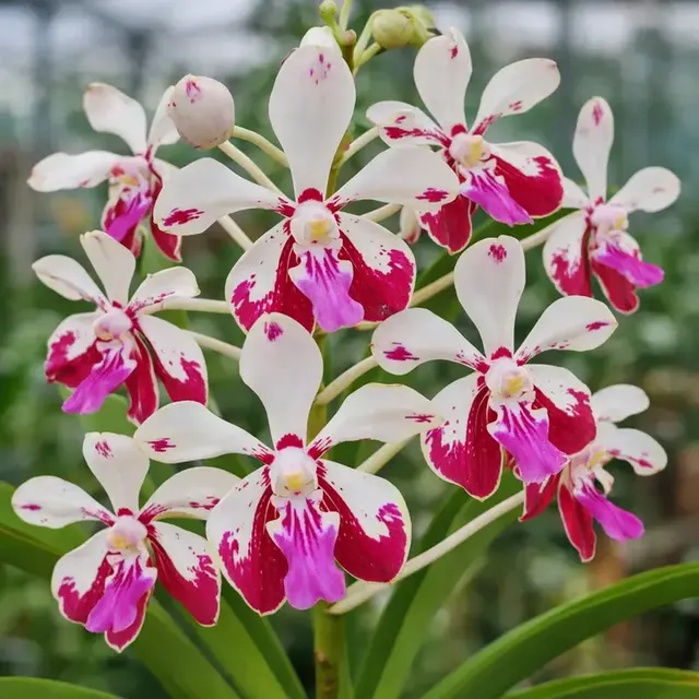 Vanda Luzonica X Lamellata Seedling (Vanda)