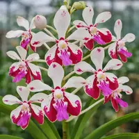 Vanda Luzonica x Lamellata Seedling