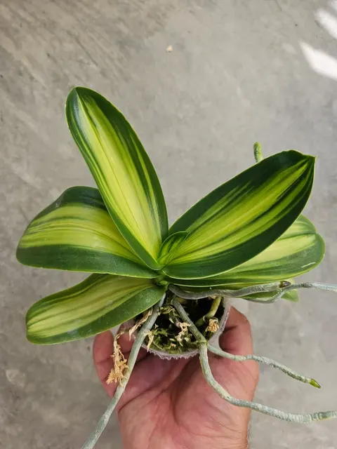 Phalaenopsis amabilis 'Variegated'
