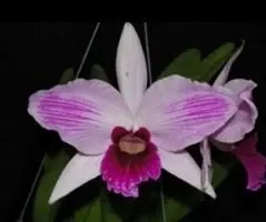 Cattleya purpurata 'Sky Red'