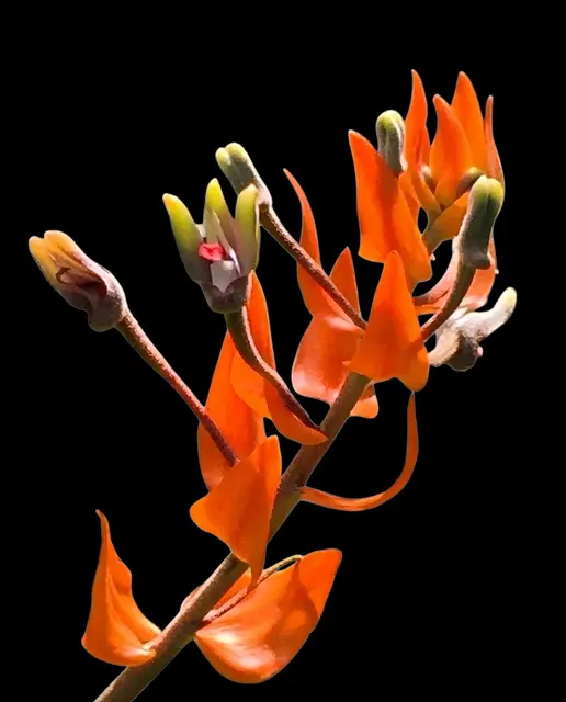 Eria ornata (Eria)