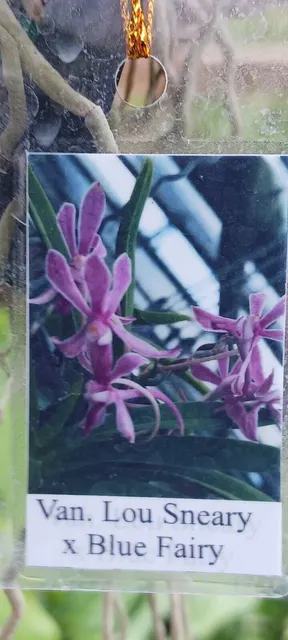 Vanda Lou Sneary x Blue Fairy