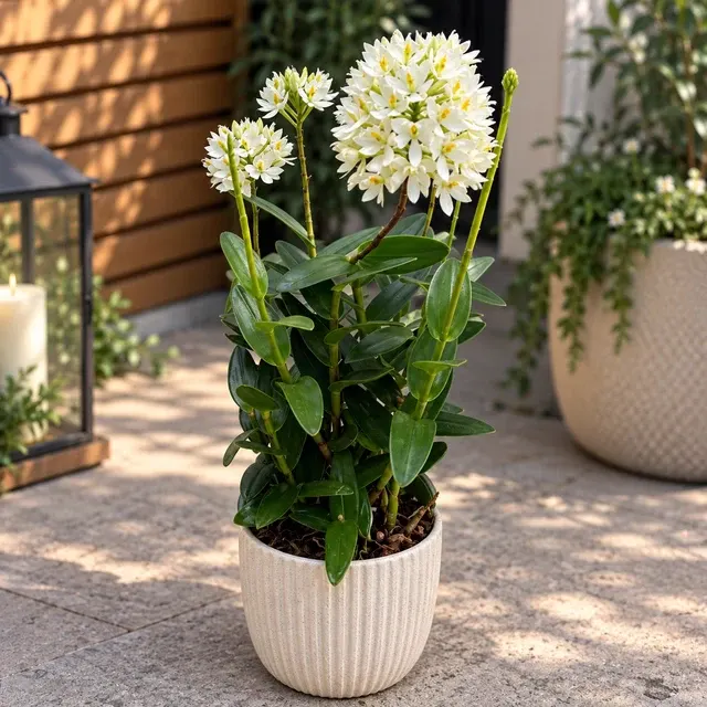 Epidendrum radicans 'White' (Epidendrum)