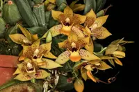 Promenaea gutullata