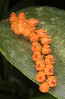 Pleurothallis truncata