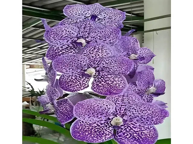 Vanda Yano Blue (Vanda)
