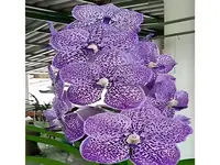 Vanda Yano blue