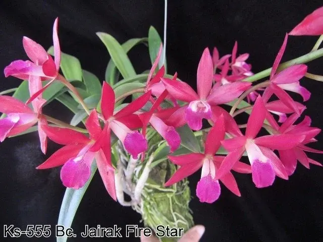 Brassocattleya Jairak Fire Star