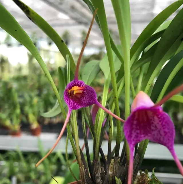 Masdevallia glandulosa