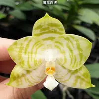 Phal. Mituo Golden Tiger, Mericlone, Blooming Size, Fragrant, FREE Shipping