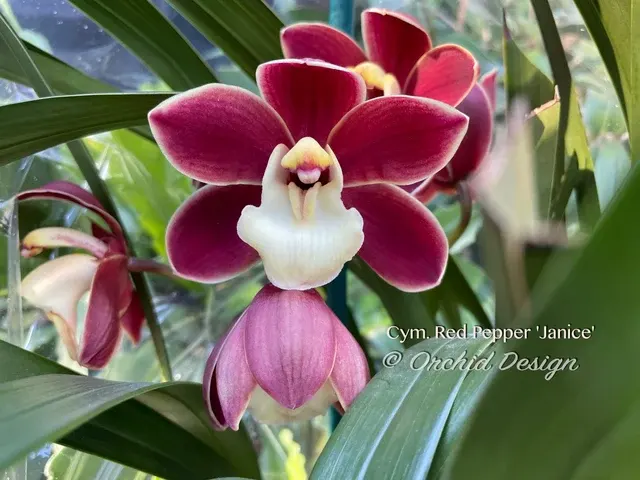 Cymbidium Red Pepper 'Janice'