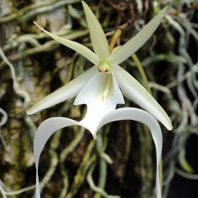 Dendrophylax lindenii 'The Ghost Orchid'