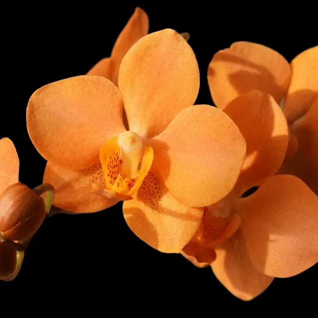 Vandaenopsis Irene Dobkin HCC/AOS 'Elmhurst'
