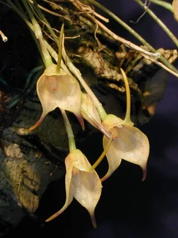 Masdevallia floribunda (Masdevallia)