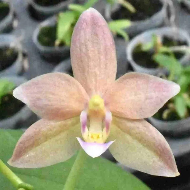 Phalaenopsis Sogo Yenlin X Phal. Cornu Cervi (Phalaenopsis)