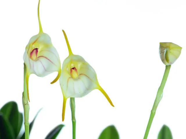 Masdevallia rimarima f alba (Masdevallia)