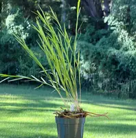 Isochilus carnosiflorus