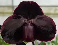 Paphiopedilum godefroyae Black strain