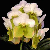 Vanda sanderiana alba sp.