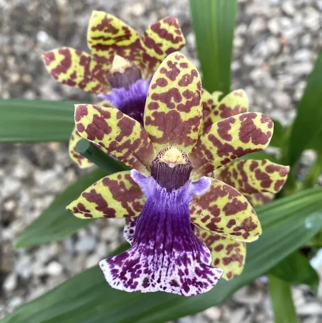 Zygopetalum maculatum hibrid