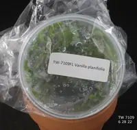 FLASK Vanilla planifolia