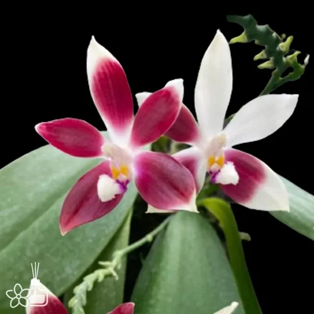 Phalaenopsis tetraspis 'Rosa'