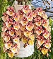 Catasetum Emerald Rose Blooming Size