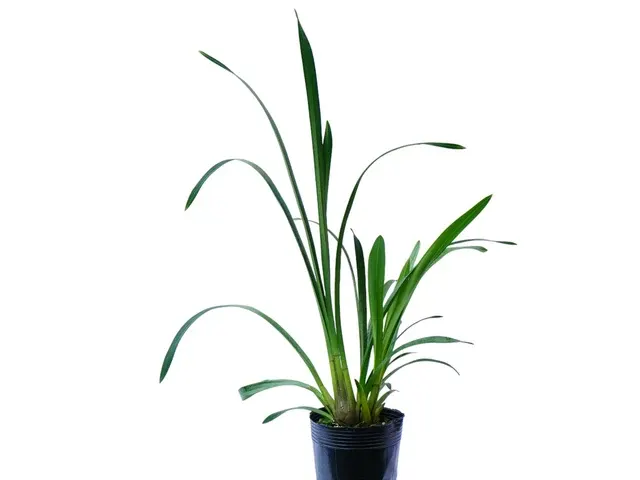 Cymbidium Granny Smith 'T.P'