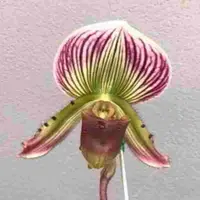 Paph. Gloriosum X (Paph. Maudiae X Paph. Magic Flame)