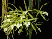 Brassavola-subulifolia (cordata)