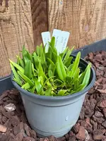 COMPOT Bulbophyllum flaviflorum