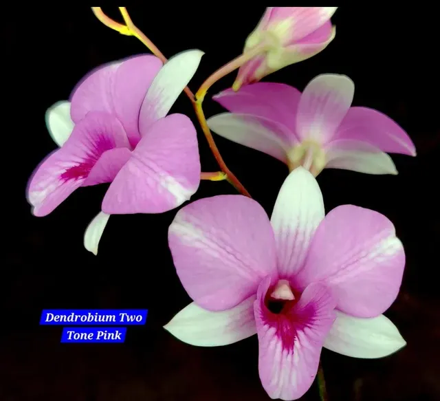 Dendrobium 21 Tone Pink (Dendrobium)