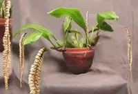 Pholidota imbricata