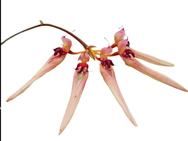 Bulbophyllum umbellatum (Bulbophyllum)
