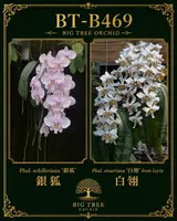 Phalaenopsis (schilleriana ‘银狐’ x stuartiana ‘白翎’)