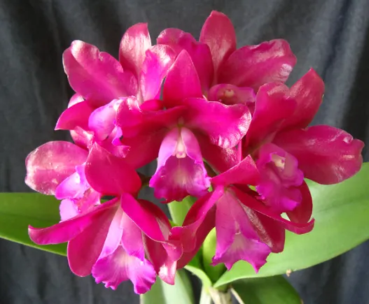 Cattlianthe Qing Ming Thirteen 'Red Grape' (Cattlianthe)