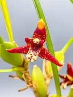 Maxillaria tenuifolia — Blooming size