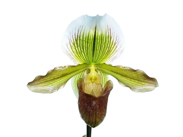 Paphiopedilum Yosemite Moon Ch# 1 X Paph St L C H X Especial Sp 16-1 (Paphiopedilum)