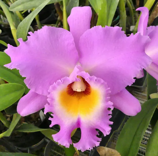 Brassocattleya Mount Anderson 'Dave' (Brassocattleya)