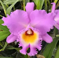 Bc. Mount Anderson 'Dave' AM/AOS
