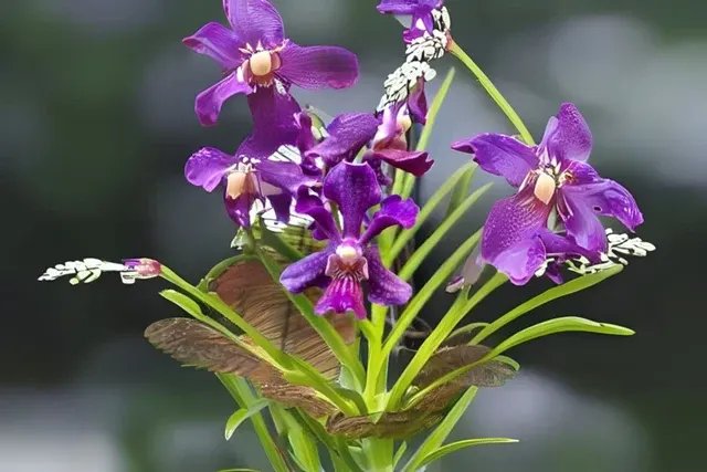 Vanda Chaopraya Violet (Vanda)