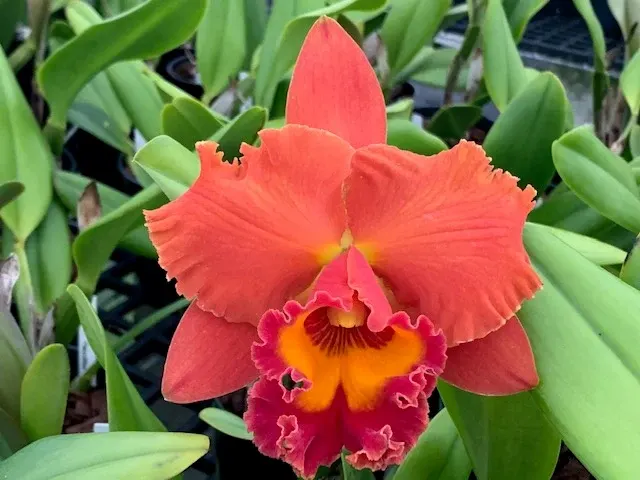 Rhyncholaelia Asia Pacific