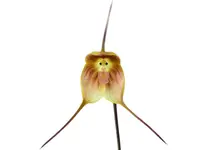 Dracula dalstroemii