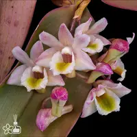[Bare-root] #DA# Den. pseudolamellatum [2.4" BS][Sept in stock 26]