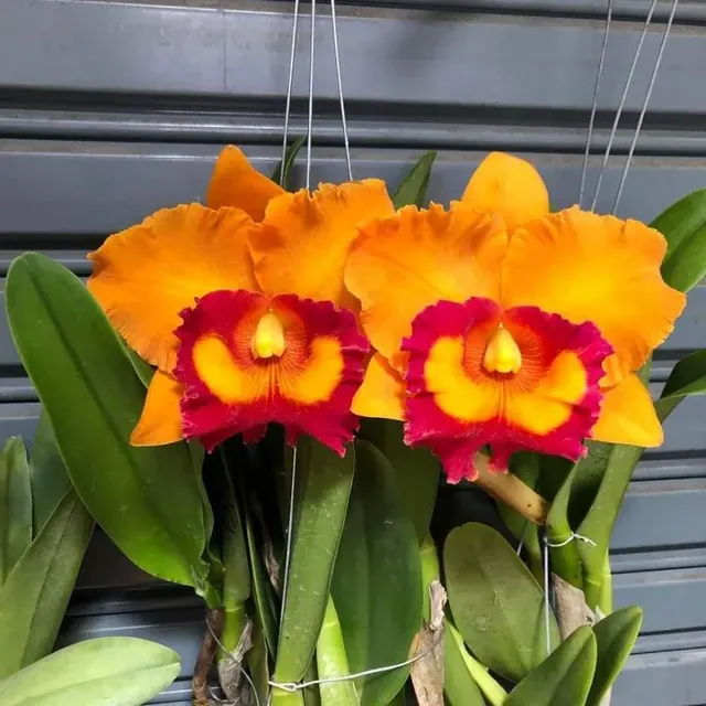 Cattleya Nakornchaisri Delight
