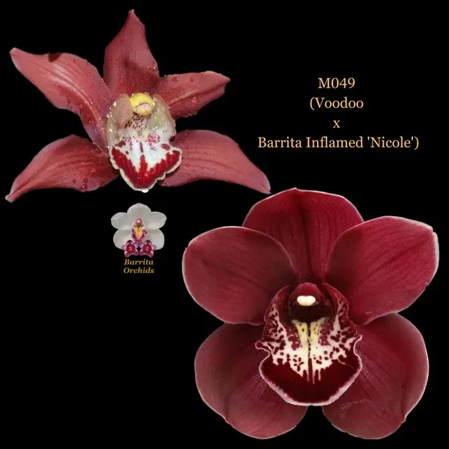 Cymbidium Seedling M049 'Nicole' (Cymbidium)