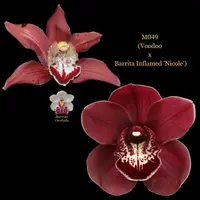Cymbidium Seedling M049 (Voodoo x Barrita Inflamed 'Nicole')