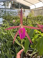 Bc. Hamlyn’s Magic