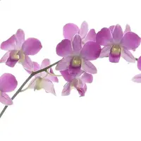 Dendrobium 6″ Pot Nopporn Pink